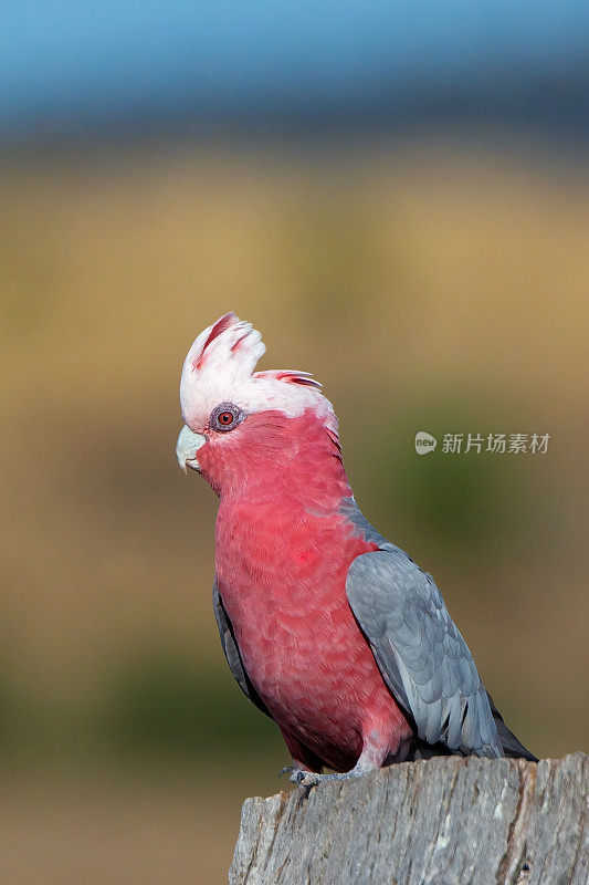 少年拉里(Eolophus roseicapilla)